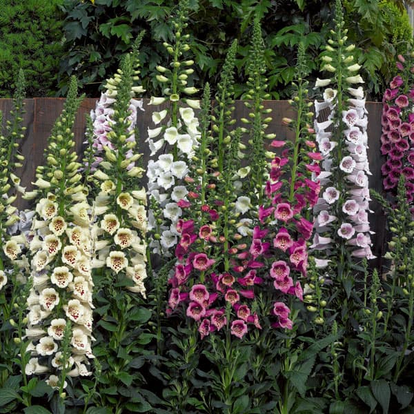 草花の苗/[送料無料]ジギタリス色別おまかせ花色ミックス3号ポット28株セット