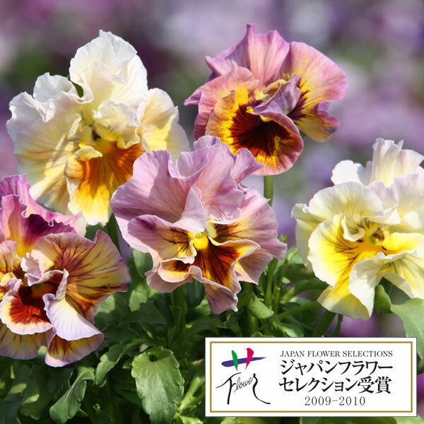 草花の苗/パンジー：ムーランフリルアプリコット3.5号ポットのサムネイル