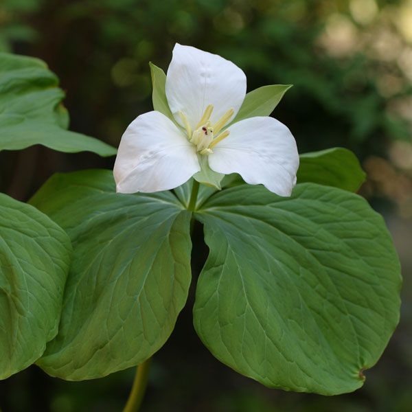 山野草の苗/オオバナエンレイソウ（大花延齢草）3-3.5号ポット2株セット