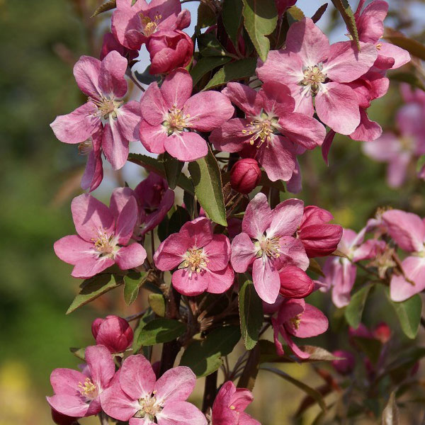 花木 庭木の苗/クラブアップル（マルス）：プロフュージョン 5号ポット