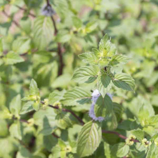 生姜の香りのミント 多年草 ハーブ苗ハーブの苗/ミント：ジンジャーミント3号ポット薄緑の葉に黄色い斑が入る場合がある、やわらかな生姜の香りが特徴のミント。生のまま、フルーツサラダやハーブティーにすると、香りを楽しむことができます。スペアミントとコーンミントの交配種です。茎が赤いことから、レッドミントとも呼ばれます。学名 Mentha x gracilis ’Variegata’英名Ginger Mint別名レッドミントタイプ・シソ科ハッカ属の耐寒性多年草（冬季は冬芽）原産地ヨーロッパ草丈30-90cm開花期7-9月日照日当たり用途花壇・鉢植え栽培方法： 日当たりがよく、水はけもよい場所に植えます。鉢植えの場合は5〜6号鉢、庭植えは株間30cmに植えます。きわめて強健で所構わずはびこり、雑草を駆逐するほどです。庭植えの場合、深さ15〜20cmまで板かレンガなどで囲んで区分しましょう。用土は畑の土に腐葉土や堆肥などを入れたやわらかいものにすると、地下茎も伸びやすくなります。ミント類は生長すると密生するので、梅雨時は蒸れ防止のため、入梅前に刈り込むか、枝を間引いて風通しをよくします。鉢栽培では鉢土がしまりやすいので、腐葉土などを少し多めに混ぜるとよいでしょう。鉢土の表面に腐葉土を敷いてやると乾燥が防げ、生育もよくなります。肥料は10日に1回くらい薄めた液肥を与えます。春か秋、根茎を15cmに切り分け、水平に植え込むか挿芽でふやします。 収穫 生葉は使用の都度摘みとります。まとめて収穫する場合はは6〜7月に地際3〜4cm残して刈り取ります。降霜まで2〜3回収穫できます。 用途 生葉、乾燥葉ともに利用できます。ハーブティー、ハーブバスに使ったり、ポプリ、サシェなどに。生葉はサラダなどに利用します。斑の入り方や環境により斑が薄い場合や消える場合もございます。◆写真は成長時のイメージですが、お届けの際は苗の状態です。お届け時の苗姿は個体差があり季節により異なります。・夏季は生育旺盛なため、地上部が伸びた状態か、切り戻した苗でお届けする場合があります。・冬季は冬芽（葉がなく芽のみの状態）となり、地上部があっても枯れた状態となります。◆ハーブ類は、弊社配送センターでは農薬を散布していません。お届け時にアブラムシなどがついていたり、虫の食害痕がある場合があります。ミント：ジンジャーミント3号ポットの栽培ガイドハーブティ向けのハーブミント野菜：生姜（ショウガ）の栽培方法ハーブの育て方