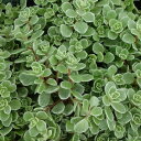 観葉植物/セダム:斑入りマルバマンネングサ3号ポット6株セット