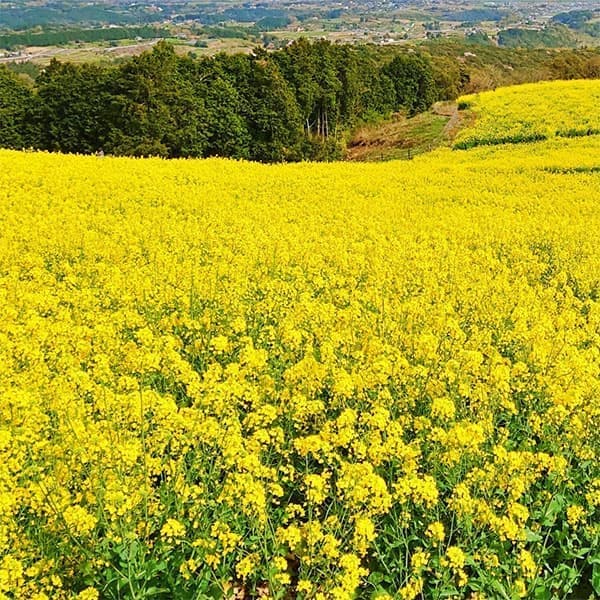 景観作物：菜の花 1kg[タネ]