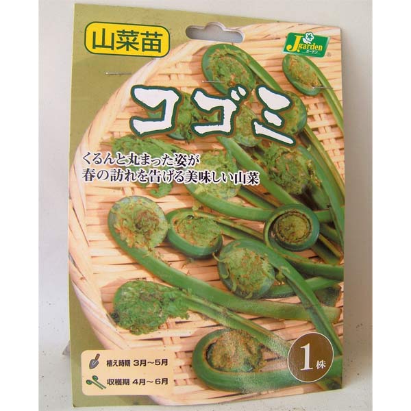 野菜の苗/コゴミ：野菜球根パック 1株