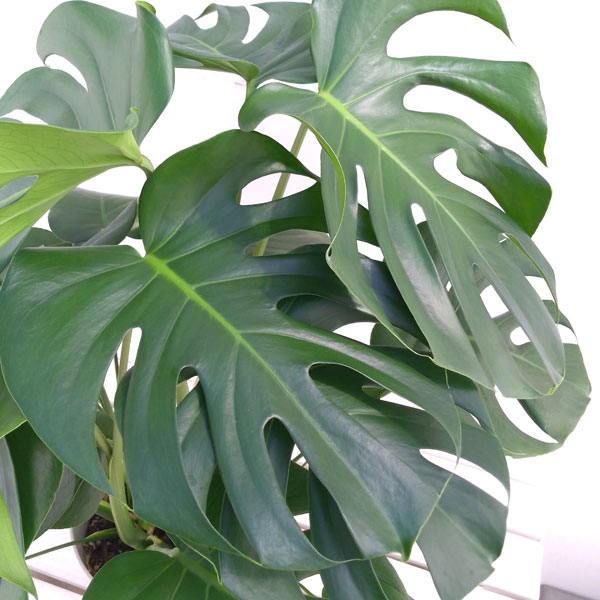 観葉植物/モンステラ：デリシオサ7...