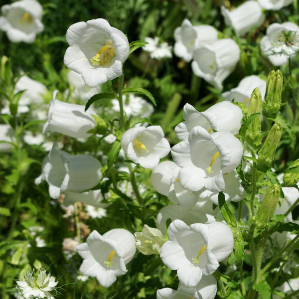 草花の苗/カンパニュラ・一重咲きホワイト(No.5)3号ポット