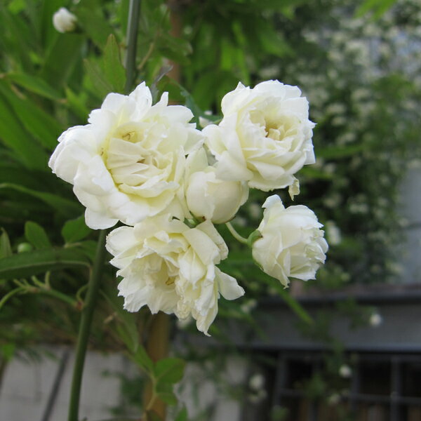 草花の苗/長尺つるもの:モッコウバラ白花八重5号ポット長さ1.5m10株セット 草花の苗/長尺つるもの:モッコウバラ白花八重5号ポット長さ1.5m10株セット