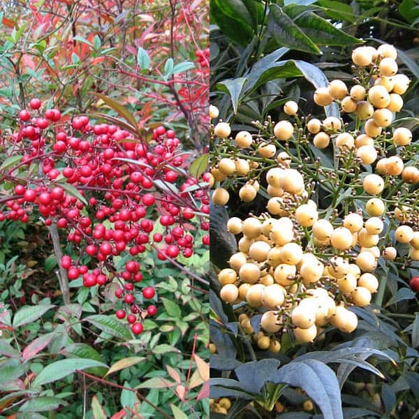 ���� ���ڤ���/�ʥ�ƥ�(��ŷ�ˡ�����2�����å�3-3.5��ݥå�