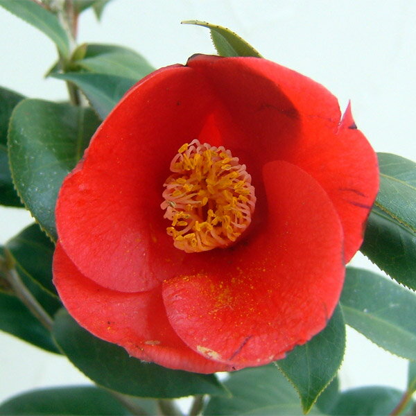 花木 庭木の苗/ツバキ（椿）：赤西王母4号ポット