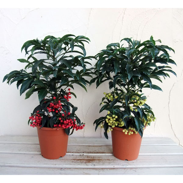 花木 庭木の苗/万両（マンリョウ）：大実5号鉢植え 紅白セット