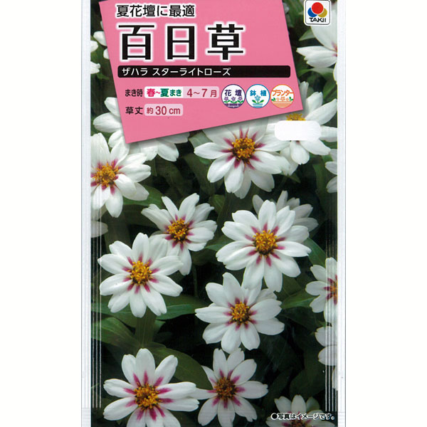 Rakuten - 百日草（ジニア）：夏花壇に最適！ザハラスターライトローズ[タキイ 花タネ]