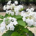 花木 庭木の苗/(わけあり特価)アジサイ:ヨウラクタマアジサイ(瓔珞玉紫陽花)5号鉢植え