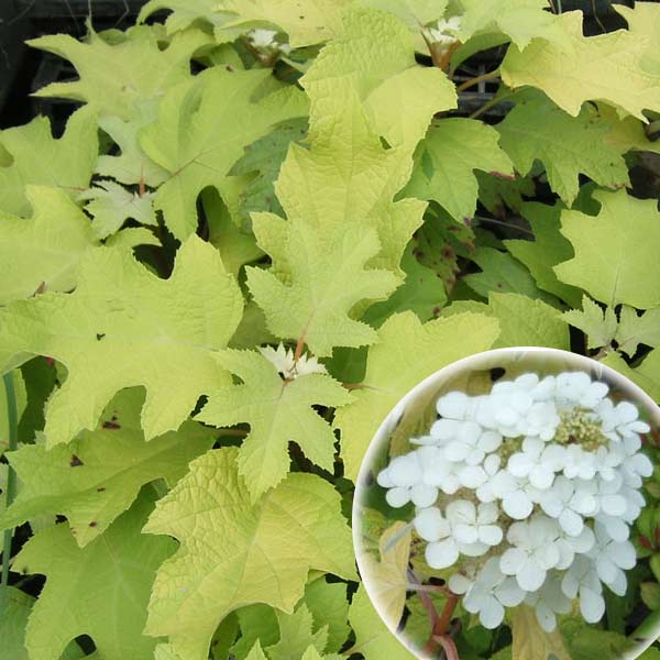 花木庭木の苗/カシワバアジサイ：リ...