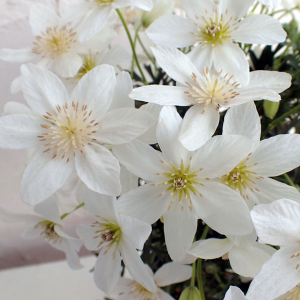 クレマチス：カルトマニージョー4-4.5号鉢植え(花付き）のサムネイル