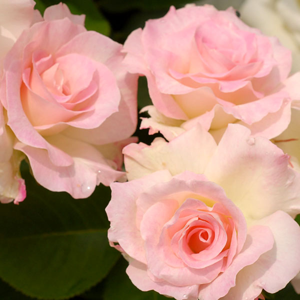 バラの苗/四季咲中輪バラ：マチルダ大苗