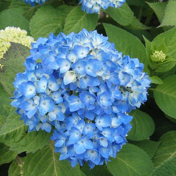 花木庭木の苗/アジサイ：安行四季咲...