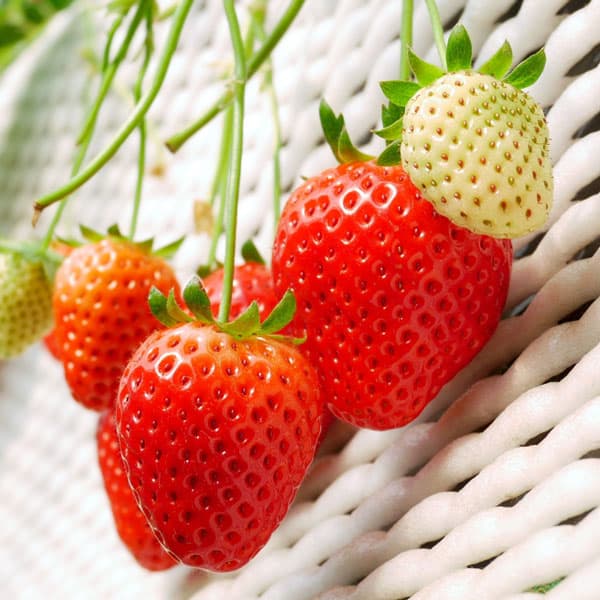 野菜の苗/イチゴ（一季なり）：とちおとめ3号ポット