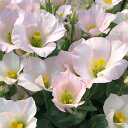 草花の苗/(わけあり特価)トルコギキョウ:シェリーピンク3号ポット