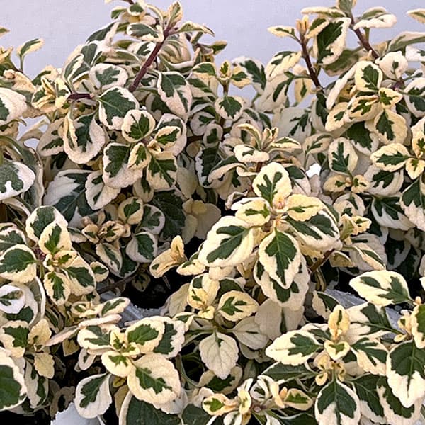 ��֤���/�إߥ��������ޡ��֥륭���ǥ���2.5-3��ݥå�