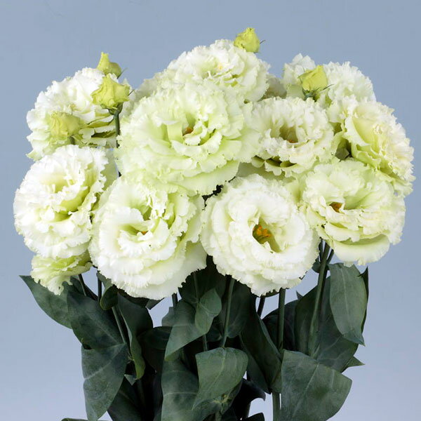 草花の苗/トルコギキョウ：ボヤージュマスカット3号ポットのサムネイル