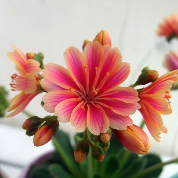 草花の苗/（わけあり特価）レウイシア：ピンク系バイカラー3.5号鉢植え