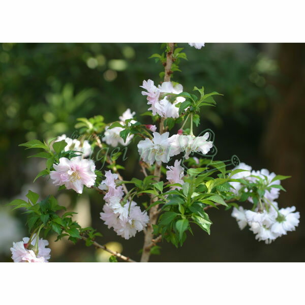 山野草の苗/フジザクラ：淋宝2.5-3号ポット