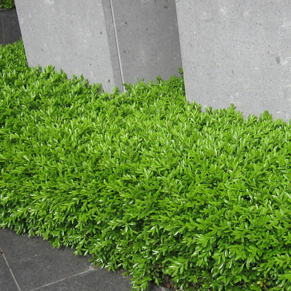 ���� ���ڤ���/�����ĥ�4��ݥå� 5�����å�