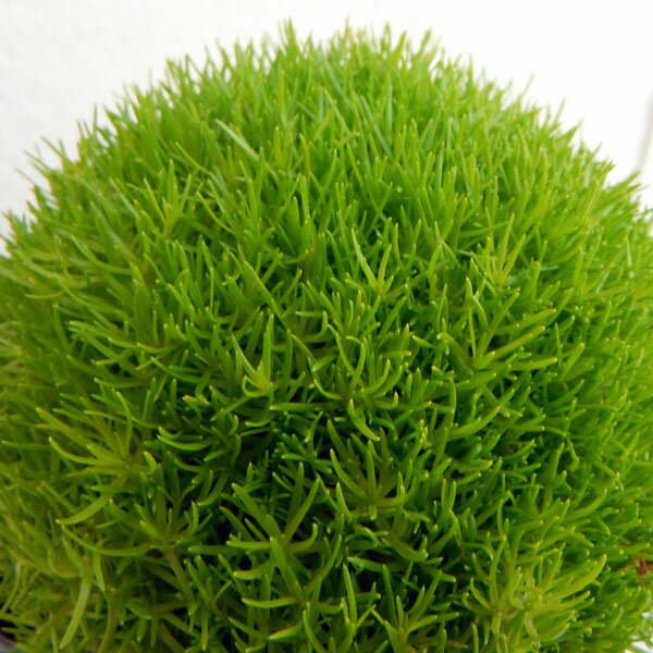アイリッシュモスとは 植え付けの手順や増やし方などのコツを紹介 Botanica