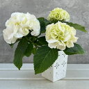 アジサイ:キッチンアジサイ 白花系3.5号白角鉢カバー入り