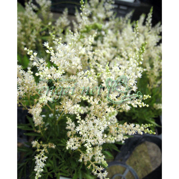 山野草の苗/那智アワ�