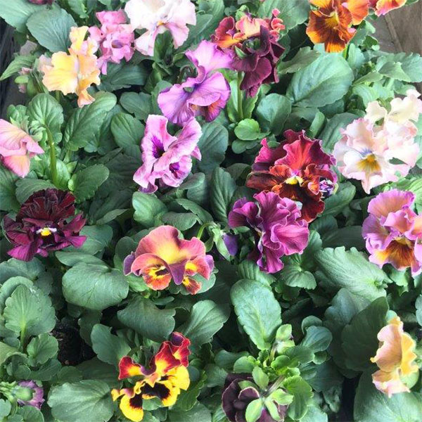 草花の苗/パンジー：ヴォーグ3.5号ポット 3株セット