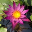 草花の苗/よく咲く熱帯スイレン:マミヤォ4号ポット