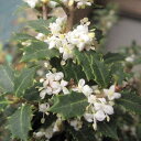 花木 庭木の苗/ヒイラギ：香姫（カオリヒメ）3号ポット[極小葉で香りのよい白花を11月頃に咲かせる柊]