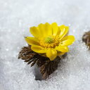 山野草の苗/フクジュソウ(福寿草):1月咲き2芽入3.5号ポ...