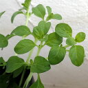 ハーブの苗/ミント:ペニーロイヤルミント3号ポット