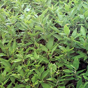 花木 庭木の苗/オカメザサ3芽立ち4号ポット20株セット