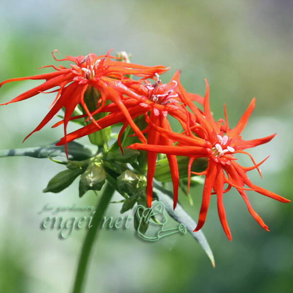 山野草の苗/センノウ：エンビセンノウ（燕尾仙翁） 3号ポット