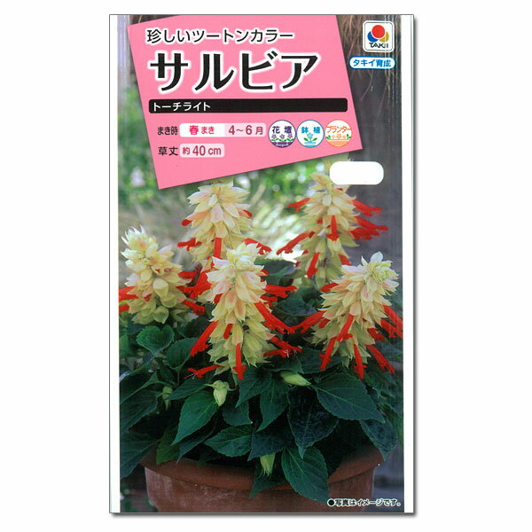 サルビア：トーチライト[タキイ 花タネ]