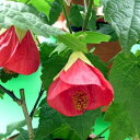 草花の苗/(わけあり特価)アブチロン:姫りんご3号ポット