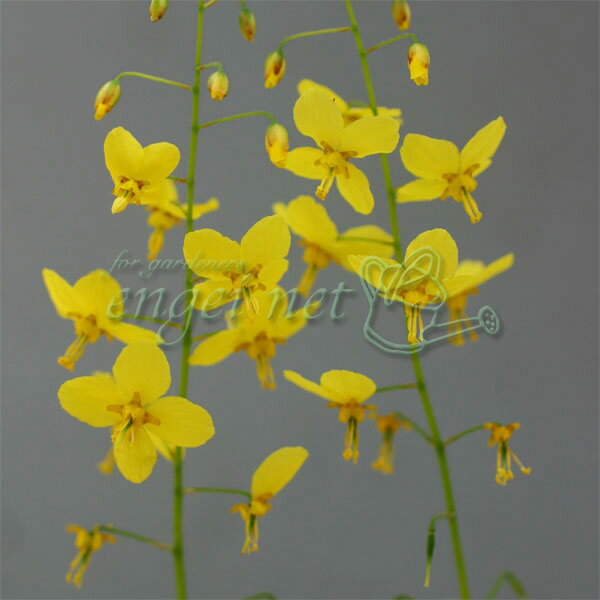 山野草の苗/イカリソウ（碇草）：黄蝶3号ポット