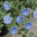 草花の苗/エボルブルス:アメリカンブルー3号ポット2株セット...