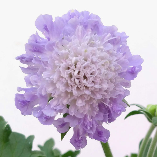 ��֤���/�����ӥ������֥롼�Ρ���3-3.5��ݥå�