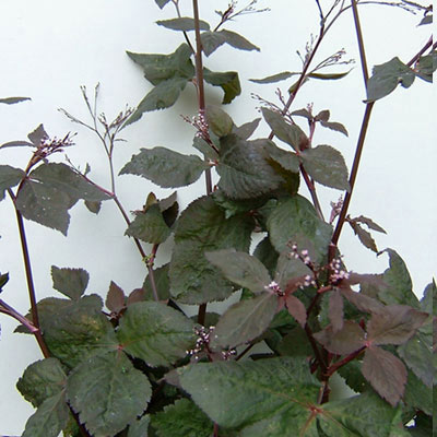 草花の苗/三つ葉（ミツバ）：ムラサキミツバ3-3.5号ポット2株セット