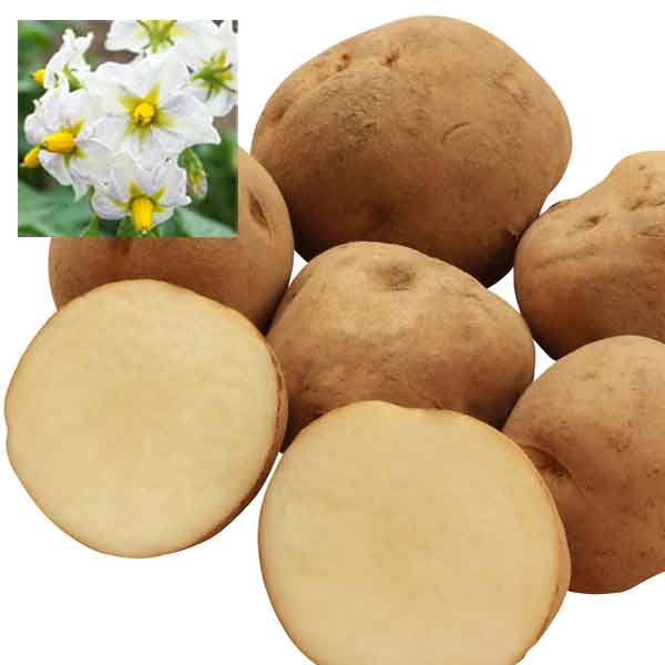 野菜の苗/ジャガイモの種いも：男爵（ダンシャク）1kg