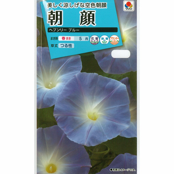 Morning Glory - アサガオ（イポメア）：ヘブンリーブルー[タキイ 花タネ 春まき 5月]