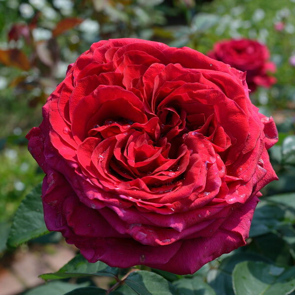 バラの苗/デルバールローズ：ローズ...