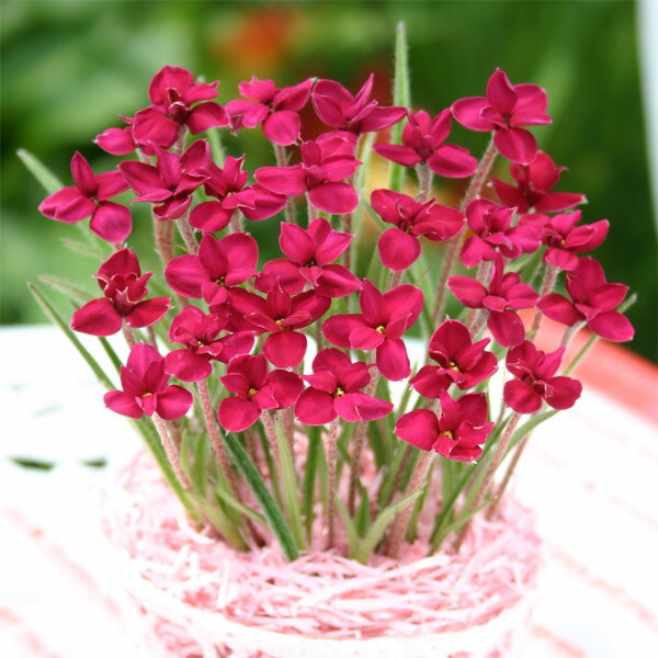 �庬/���åĺ��ʥ��åĥ�����ˡ���ӡ��ε��� 2������