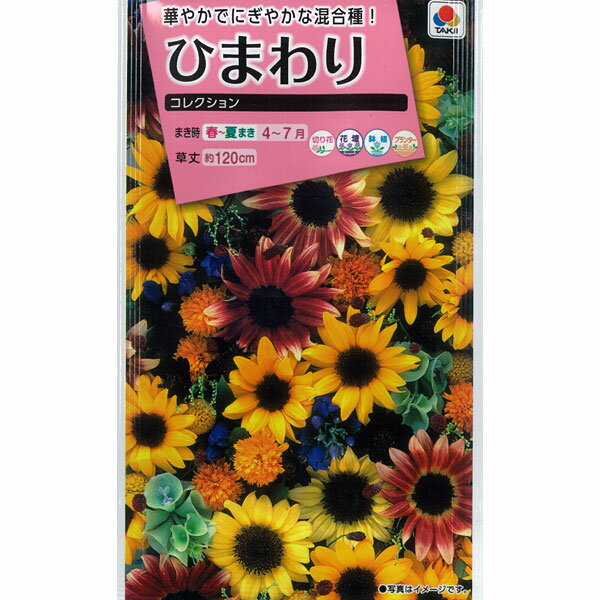 ヒマワリ：ひまわりコレクション[タキイ 花タネ]