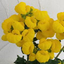 (わけあり特価)カルセオラリア ミダス 4号鉢植え
