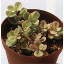 観葉植物/多肉植物:ポーチュラカ:雅楽の舞(ガガクノマイ)2...